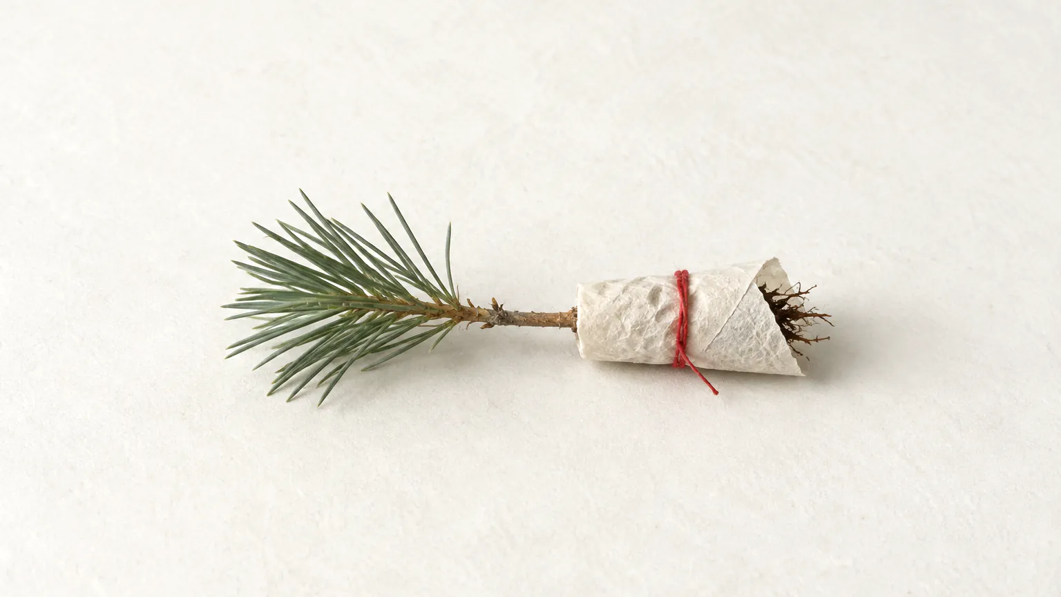 A small pine seedling lying on handmade paper, its bare roots loosely wrapped in a strip of paper tied with a cinnabar thread