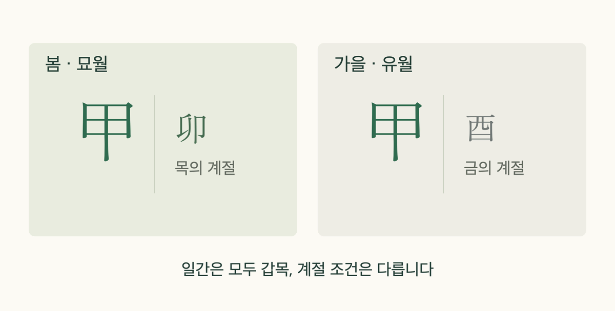 같은 갑목 일간을 봄의 묘월과 가을의 유월에 놓고 비교한 그림