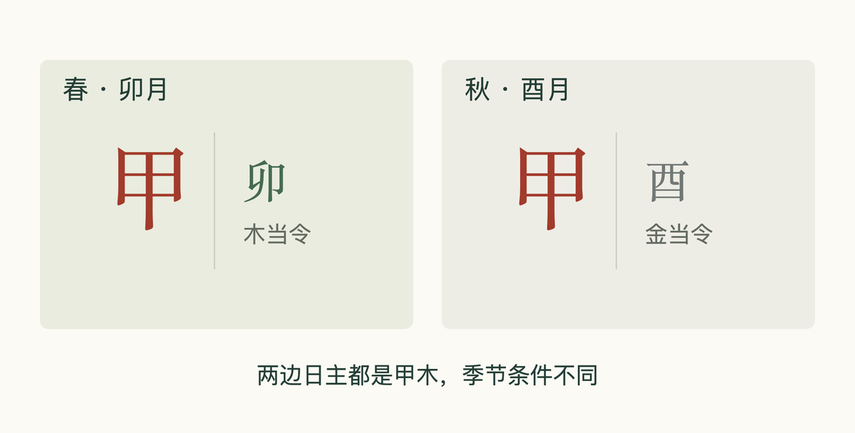 同一个甲木日主,分别放在春季卯月和秋季酉月的对照图